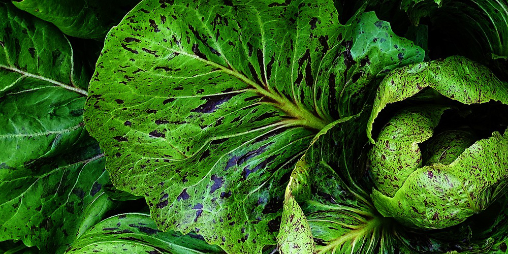 Le proprietà della cicoria