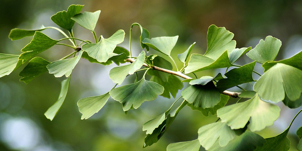 Ginkgo Biloba