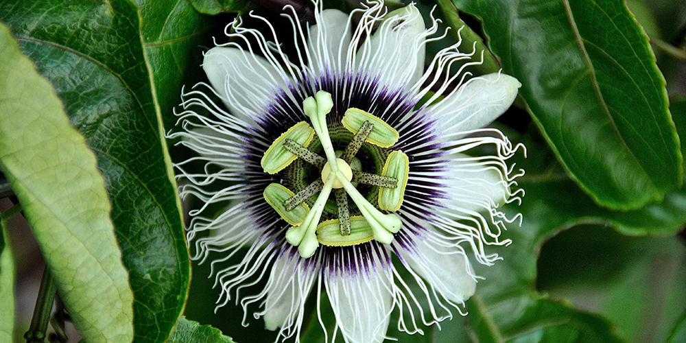 Passiflora