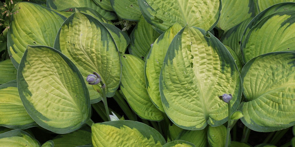 Piantaggine usi terapeutici