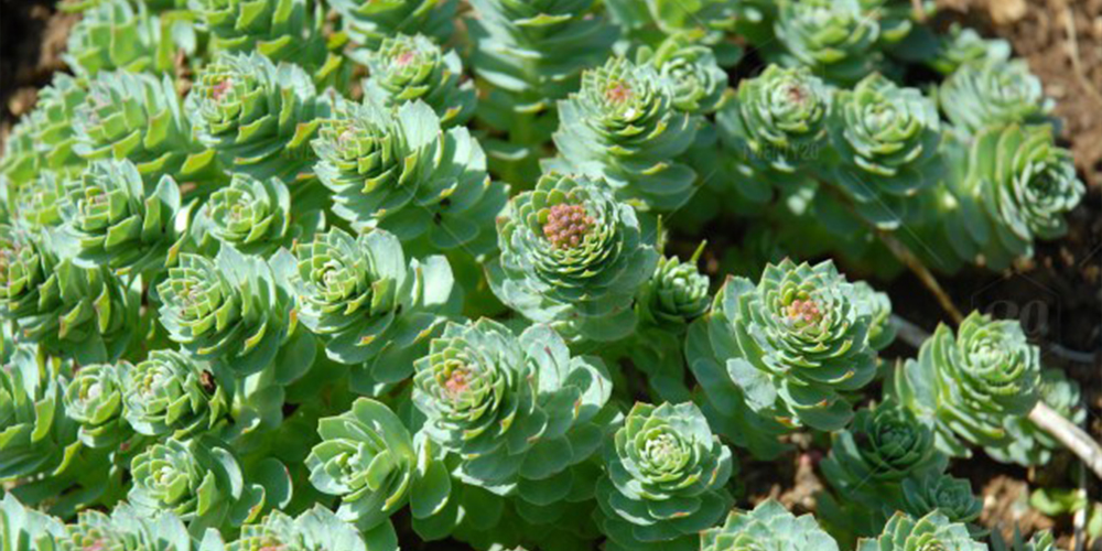 Rhodiola Ergolive