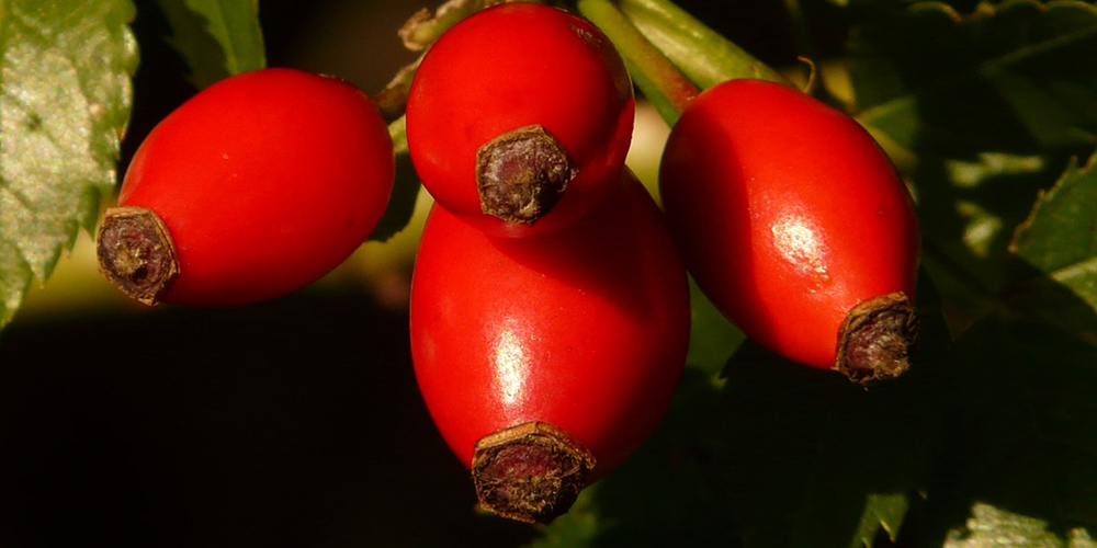 Rosa canina