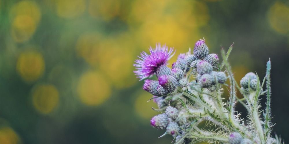 Ecco come depurare il fegato