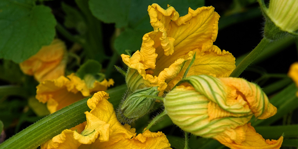 Fiore di zucca