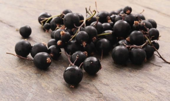 ribes nero