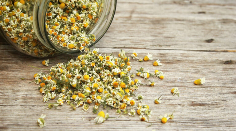 insonnia e piante sedative